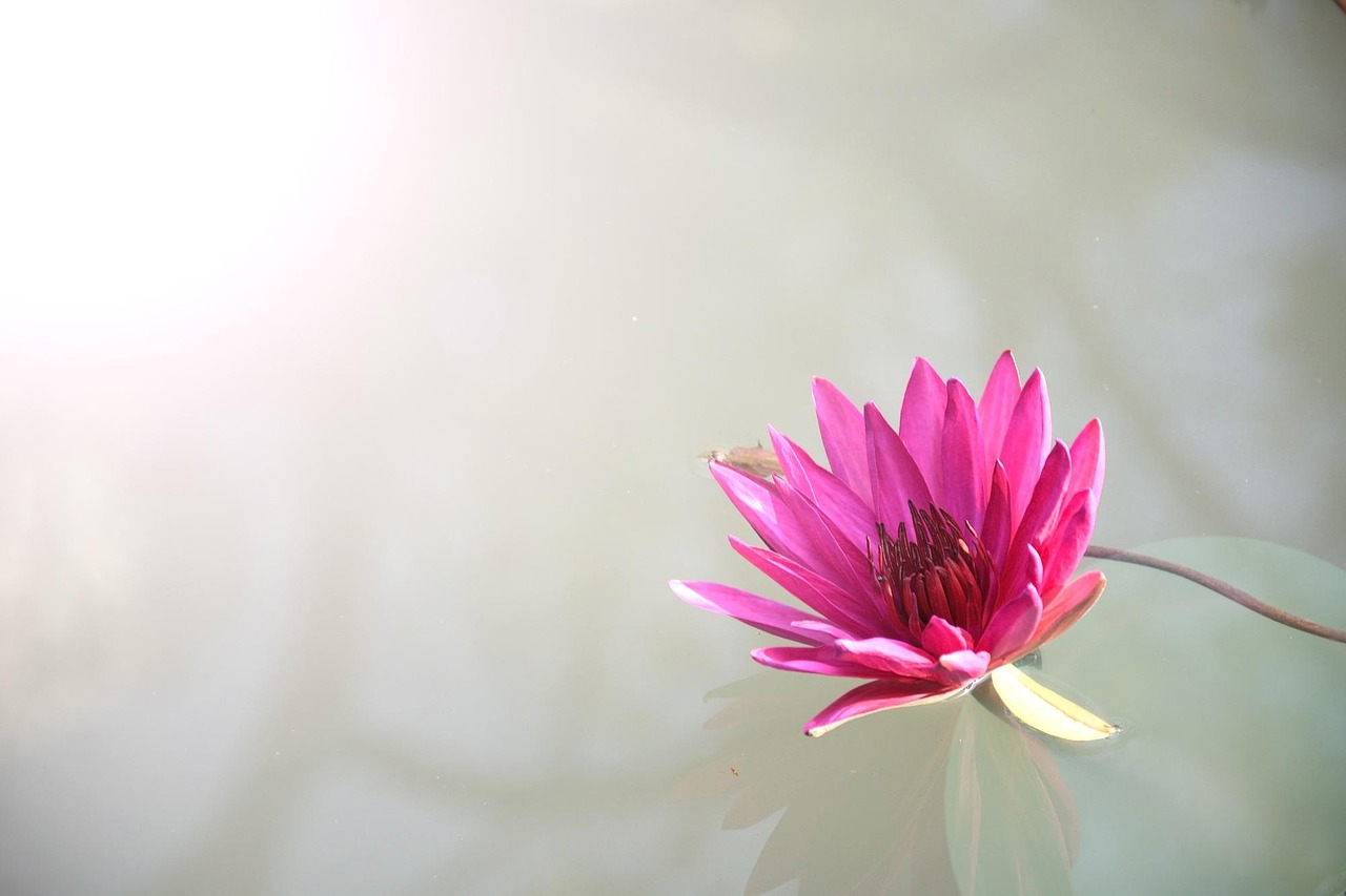 Verified Lotus365 Login India 2027: Step-by-Step Guide for India (2027)